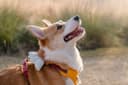 Milo, a tan-and-white corgi smiling in the evening sun.