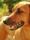Rufus, a sleek copper-coated hound, mid-smile outdoors.