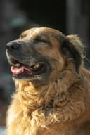 Biscuit, a grey-muzzled senior golden, dozing contentedly in the sun.